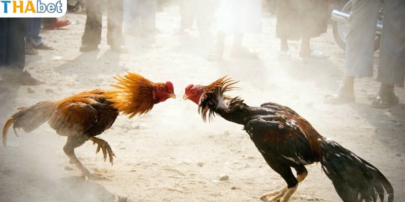 Những vị trí cần lưu ý trong chiến thuật đá đâm hang cua