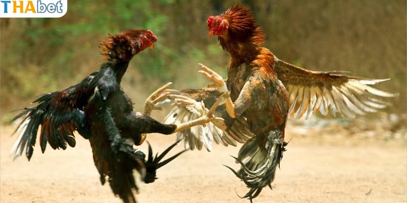 Kỹ thuật đá đâm hang cua độc đáo