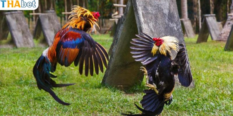 Dấu hiệu nhận biết gà khả năng ra đòn đá liên hoàn cước của gà