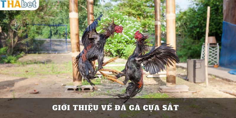 Giới thiệu sơ lược về hình thức chọi gà phổ biến hiện nay