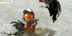 Tổng quan về thế gà đá dọc hiệu quả