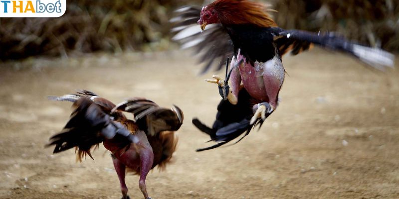 Phân biệt hình thức của đá gà cựa sắt đơn giản