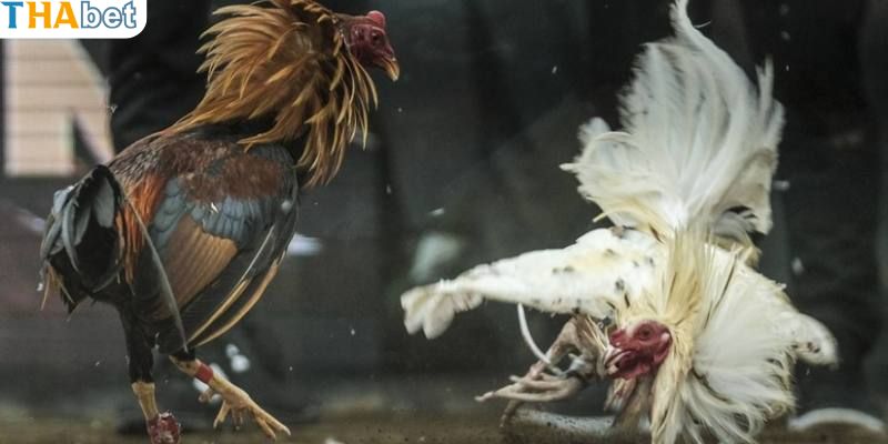 Lưu ý khi tham khảo đá đâm hang cua dành cho chiến kê 