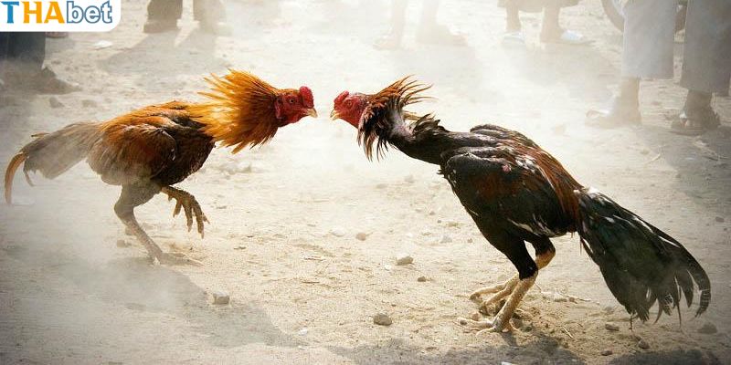 Kinh nghiệm  đặt cược đá gà cựa sắt thắng nhanh chóng tại Thabet
