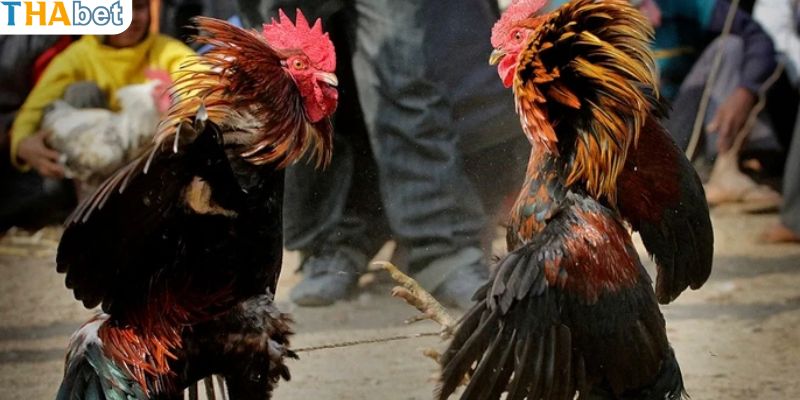 Bí quyết nuôi dưỡng và huấn luyện hợp lý