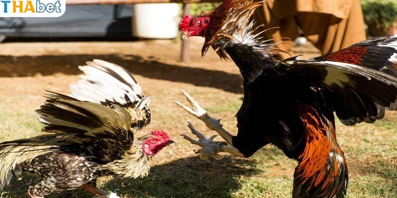 Hướng dẫn chăm sóc chiến kê áp dụng các tuyệt chiêu đòn độc