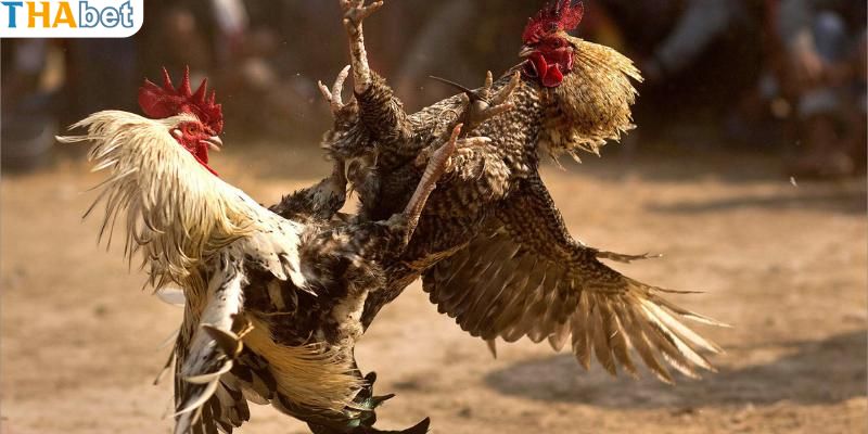 Điều kiện để thực hiện đá dọc thành công