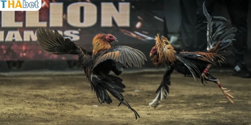 Giới thiệu sơ lược về kỹ thuật liên hoàn cước trong đá gà