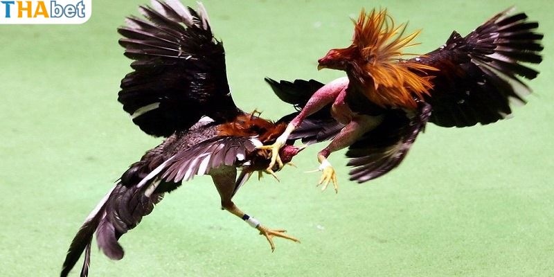 Những thế đòn độc tiêu diệt mọi đối thủ thắng chắc