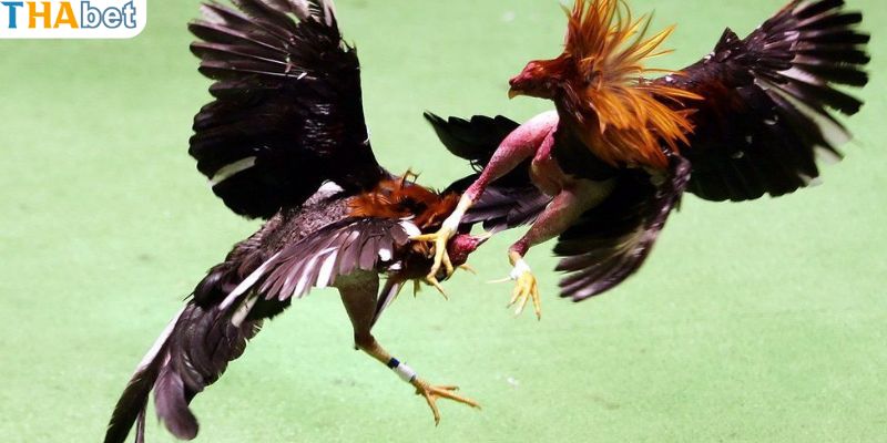 Điểm mạnh và điểm yếu của lối đá phương dọc